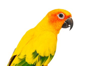 Güneş renkli bir papağanın, Aratinga Gündönümü 'nün, saf beyaz bir arkaplana karşı yakın plan görüntüsü.