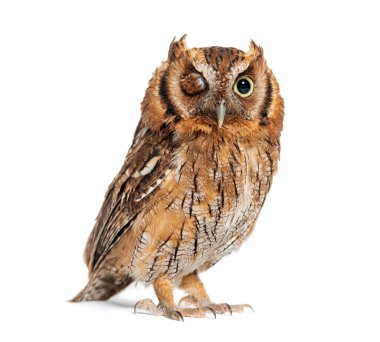 Tropical screech owl, Megascops choliba,  winking at the camera, isolated on white clipart