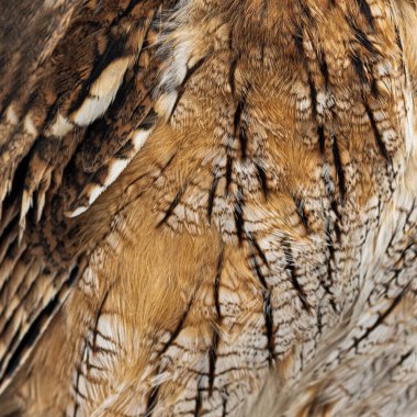 Baykuş tüyleri kapanıyor, Arkaplan