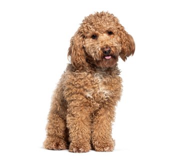 Neşeli ve mutlu minyatür kaniş köpeği beyaz arka planda bir portre için oturuyor.