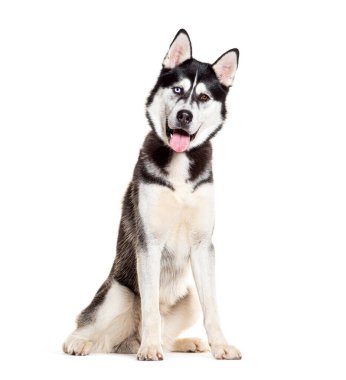 Sibirya Husky 'si soluk soluğa oturuyor ve kameraya bakıyor.