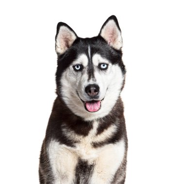 Sibiryalı bir Husky 'nin portresi. Soluk soluğa ve kameraya bakıyor.