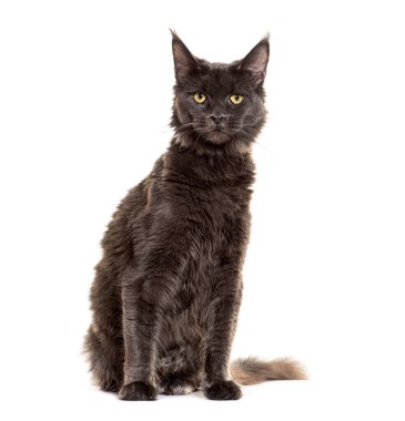 Maine Rakunu oturuyor, kameraya bakıyor, beyaz üzerine izole edilmiş.