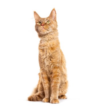 Genç Maine Rakunu oturur ve bakar, beyaz üzerine izole edilmiş.