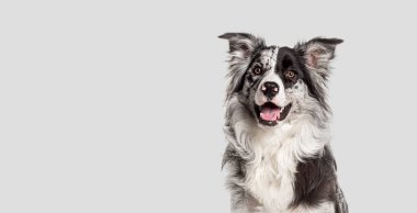 Dikkat çeken bir çoban köpeğinin gri bir arka planda otururken kafasından vurulması.