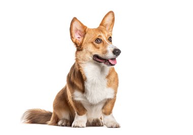 Galli Corgi Cardigan, oturuyor, başka tarafa bakıyor ve soluk soluğa, beyaz üzerinde izole