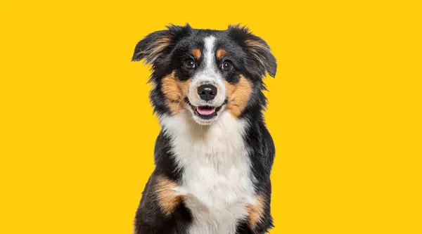 カメラを見ているハッピーな三色のモンレルの犬のヘッドショット 黄色の背景 — ストック写真