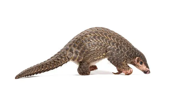 Full Side View Single Ten Months Old Chinese Pangolin Manis — Stock Photo, Image