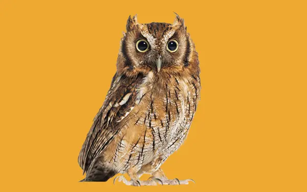 Tropical Screech Owl Megascops Choliba Looking Camera Isolated Orange — Stock Photo, Image