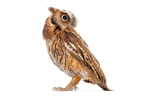 Side View Tropical Screech Owl Megascops Choliba Looking Back Isolated — Stock Photo, Image