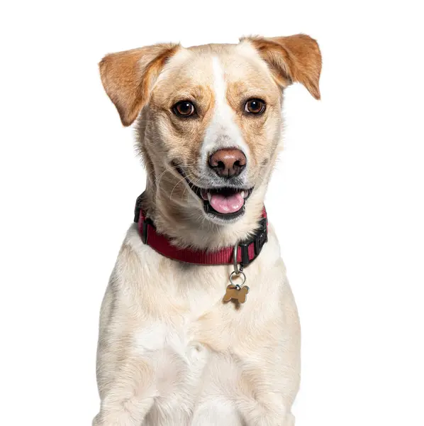 Glimlachende Hond Van Gemengde Rassen Met Een Rode Halsband Met — Stockfoto