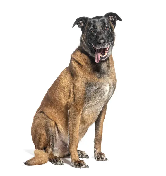 Vrolijke Gemengde Ras Hond Zit Aandachtig Met Een Speelse Uitdrukking — Stockfoto