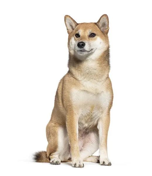 Shiba Inu Dog Sitzt Aufmerksam Isoliert Auf Weißem Hintergrund — Stockfoto