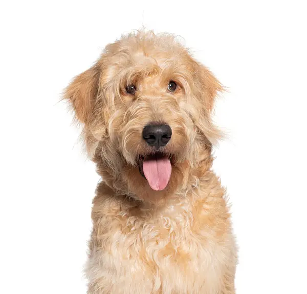 Cão Goldendoodle Alegre Brincalhão Com Pele Fofa Parecendo Feliz Adorável — Fotografia de Stock