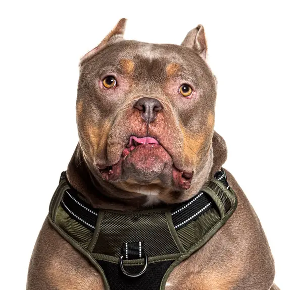 Primer Plano Perro Raza American Bully Bien Entrenado Con Arnés —  Fotos de Stock