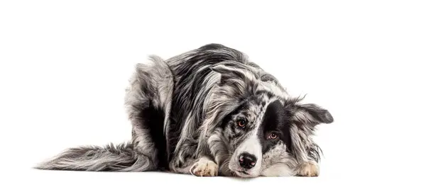 Full Length Border Collie Lies Gazing Attentively Isolated White — Stock Photo, Image