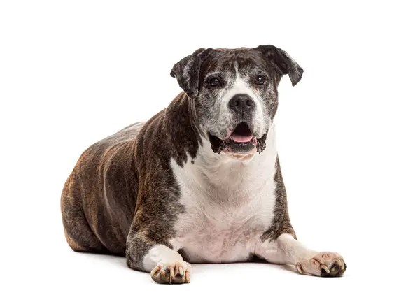 Ruhiger Älterer Gestromter Mischlingshund Der Sich Vor Weißem Hintergrund Gemütlich — Stockfoto