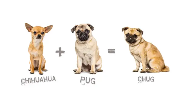 Illustration Mix Two Breeds Dog Chihuahua Pug Giving Birth Chug — Stock Photo, Image