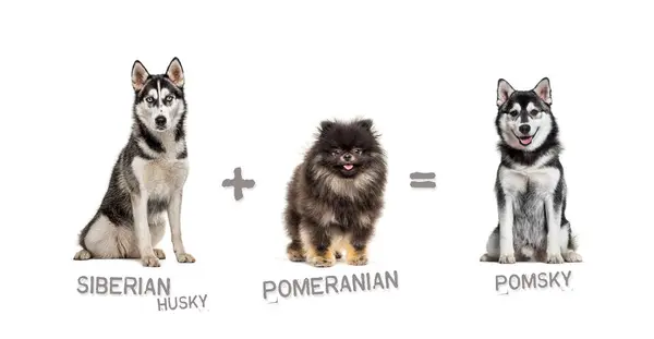 Illustration Mix Two Breeds Dog Siberian Husky Pomeranian Giving Birth — Stock Photo, Image