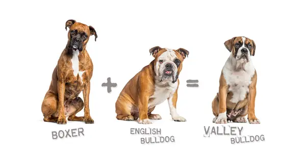 Illustration Mix Two Breeds Dog Boxer English Bulldog Giving Birth — Stock Photo, Image