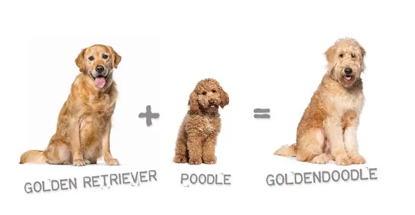 Ilustración Una Mezcla Entre Dos Razas Perros Golden Retriever Caniche —  Fotos de Stock