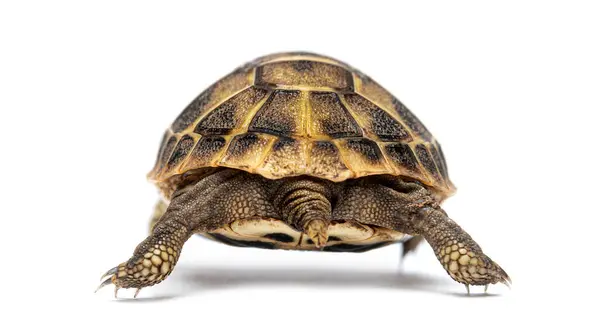 Вид Ззаду Черепахи Молодого Германа Вивергається Тестудо Ізольовано Білому Ліцензійні Стокові Зображення