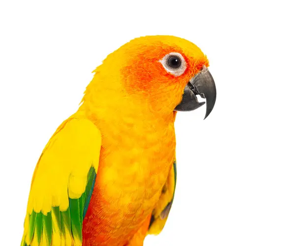 Împușcat Capul Unui Papagal Colorat Aratinga Solstitialis Fundal Alb Pur fotografii de stoc fără drepturi de autor