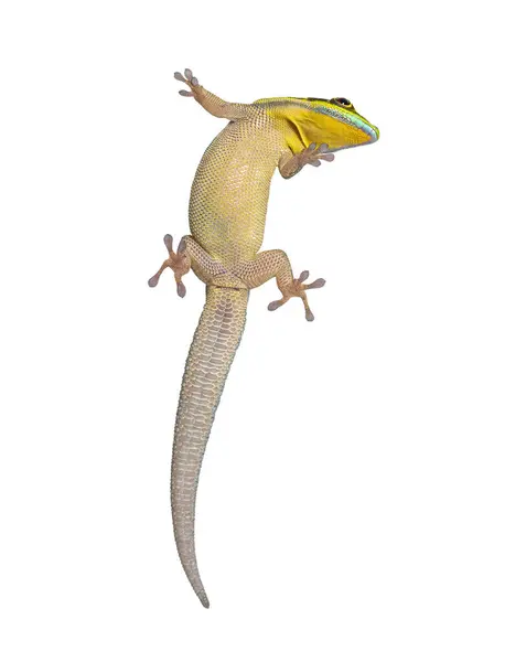 Ventral Sida Gul Hövdad Dag Gecko Sett Genom Glas Phelsuma Stockfoto