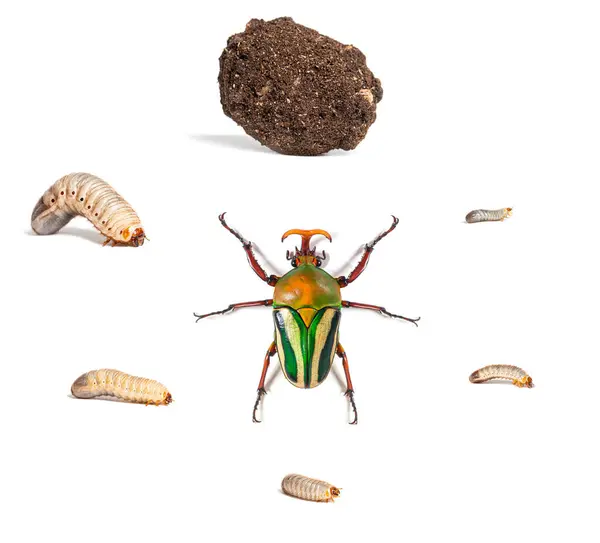 从幼虫到成年甲虫和茧的艳丽花朵甲虫 大肠埃希菌生命阶段的说明性展示 在白色的环境中被分离 图库照片
