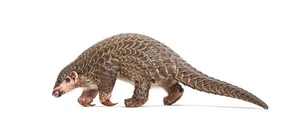 Full Side View Single Ten Months Old Chinese Pangolin Manis Стоковое Фото