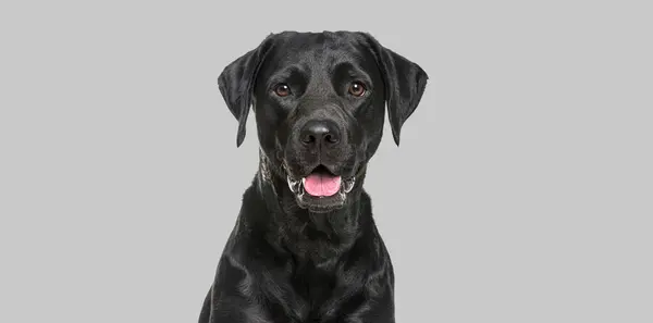 ハッピーパンチブラックラブラドール犬のクローズアップグレーの背景にカメラを見る ロイヤリティフリーのストック写真