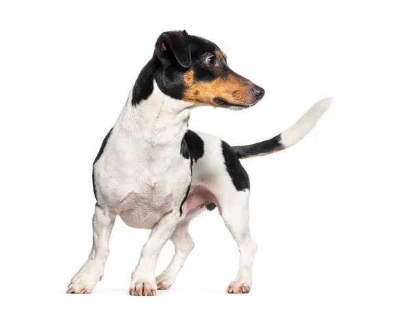 Wachsamer Jack Russell Terrier Schaut Weg Isoliert Auf Weiß Stockbild