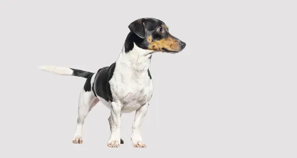 Duran Jack Russell Terrier Gözlerini Kaçırıyor Gri Renkte Issız Stok Resim
