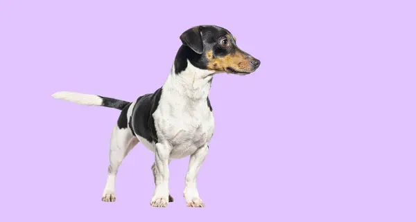 Jack Russell Terrier Distogliendo Sguardo Piedi Uno Sfondo Rosa Immagini Stock Royalty Free