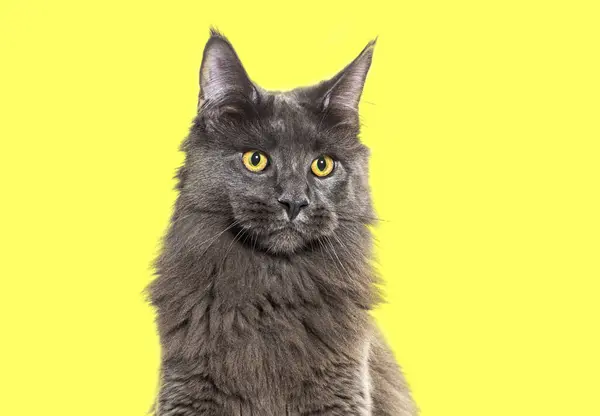 灰色のメイン クーンの猫の頭部ショットの肖像画は 黄色の背景に対して 遠ざかっています ストック画像