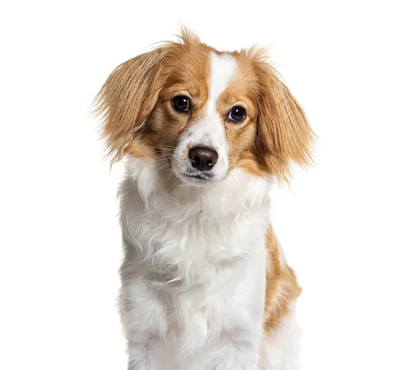 チャーミングな混合品種の犬はカバリア王チャールズとスピッツを混合し カメラに注意深く見える茶色と白い毛皮と ロイヤリティフリーのストック写真
