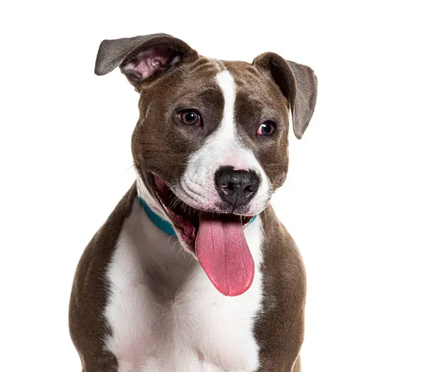 Fröhlicher Staffordshire Terrier Mit Herausgestreckter Zunge Posiert Auf Weißem Hintergrund lizenzfreie Stockbilder