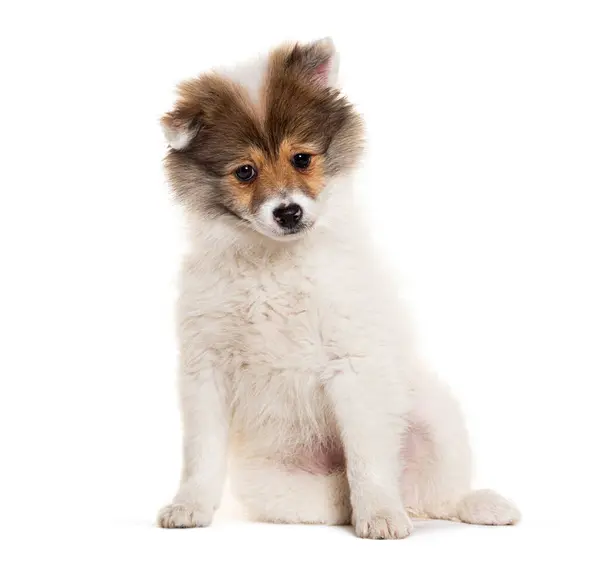 Adorable Mezcla Crianza Esponjoso Cachorro Sentado Mirando Cámara Aislado Blanco Fotos De Stock Sin Royalties Gratis