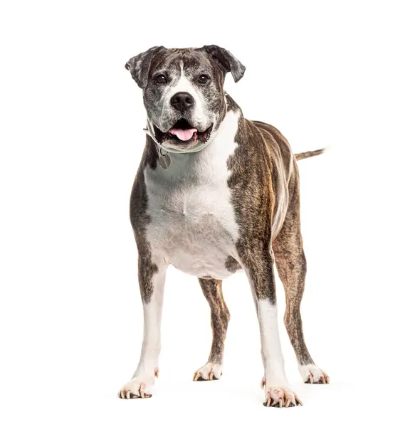 Fröhlicher Mischlingshund Mit Halsband Steht Vor Weißem Hintergrund Und Blickt Stockbild