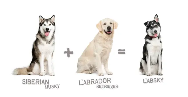 Ilustração Uma Mistura Entre Duas Raças Cão Husky Siberiano Labrador Imagens Royalty-Free