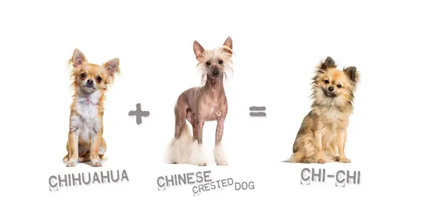 Illustration Einer Mischung Aus Zwei Hunderassen Chihuahua Und Chinesischer Schopfhund Stockbild