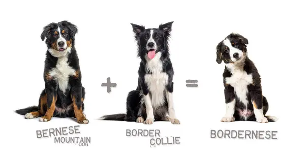 Ilustracja Mieszanki Dwóch Ras Psów Border Collie Bernese Mountain Dog Obrazy Stockowe bez tantiem