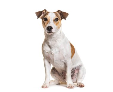 Jack Russel Terrier, oturuyor ve kameraya bakıyor.