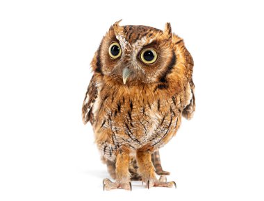 portrait close-up on a Tropical screech owl, Megascops choliba, isolated on white clipart