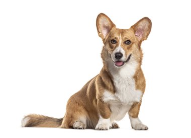 Soluk soluğa kalan Galli Corgi Cardigan kameraya bakıyor.