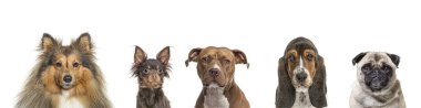Beş farklı cins köpeğin portresi, bembeyaz.