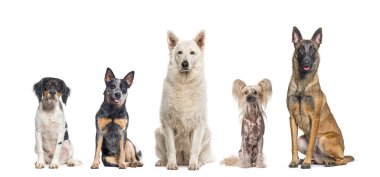 Farklı cinsten beş köpek yan yana oturuyor, kameraya bakıyor, beyaz renkte izole edilmiş.