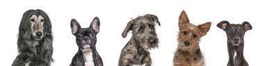 Beş farklı cins köpeğin portresi, bembeyaz.