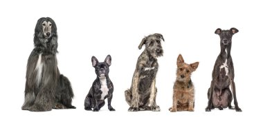 Farklı cinsten beş köpek yan yana oturuyor, kameraya bakıyor, beyaz renkte izole edilmiş.