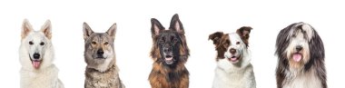 Beş farklı cins köpeğin portresi, bembeyaz.